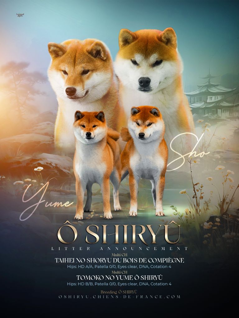 chiot Shiba Ô Shiryû