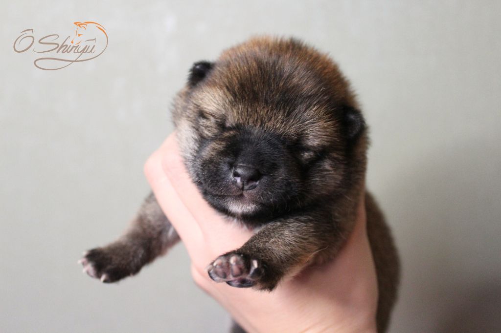 Ô Shiryû - Chiot disponible  - Shiba