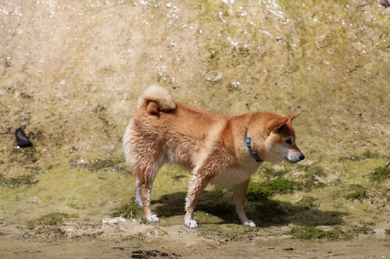 CH. Allaikha's B'hoshi