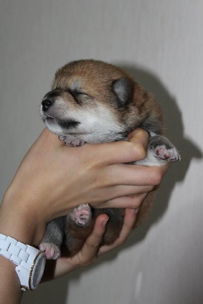 Ô Shiryû - Shiba - Portée née le 18/11/2015