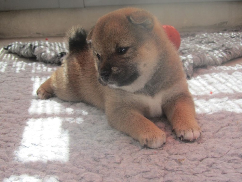 Ô Shiryû - Shiba - Portée née le 03/08/2014