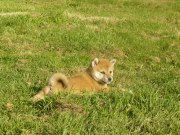Ô Shiryû - Shiba - Portée née le 08/07/2012