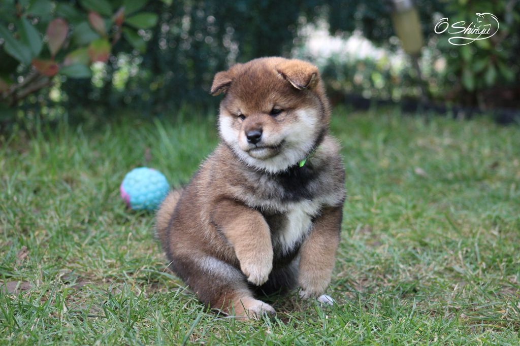 Ô Shiryû - Chiots disponibles - Shiba