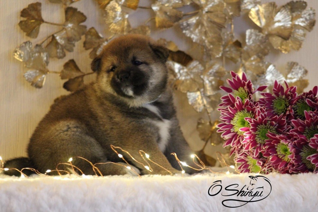 Ô Shiryû - Shiba - Portée née le 13/02/2021