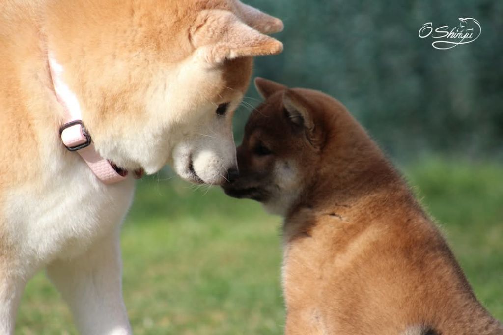 Ô Shiryû - Shiba - Portée née le 07/01/2025