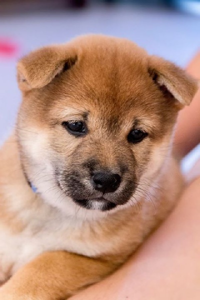 Ô Shiryû - Shiba - Portée née le 03/08/2014