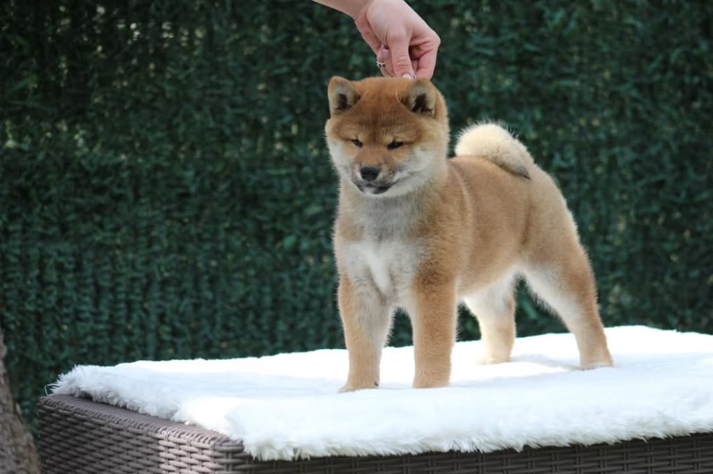 Ô Shiryû - Shiba - Portée née le 24/01/2022