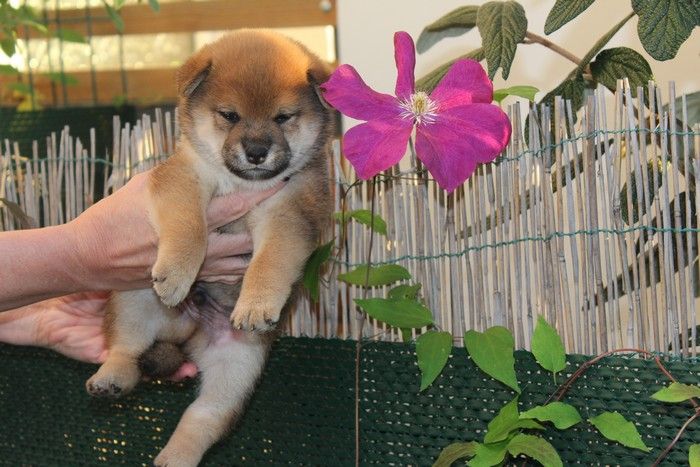 Ô Shiryû - Shiba - Portée née le 19/09/2017